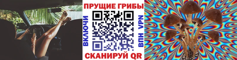 закладка  Домодедово  OMG как зайти  Галлюциногенные грибы Cubensis 